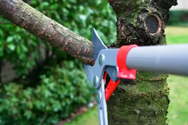 tree services Devon